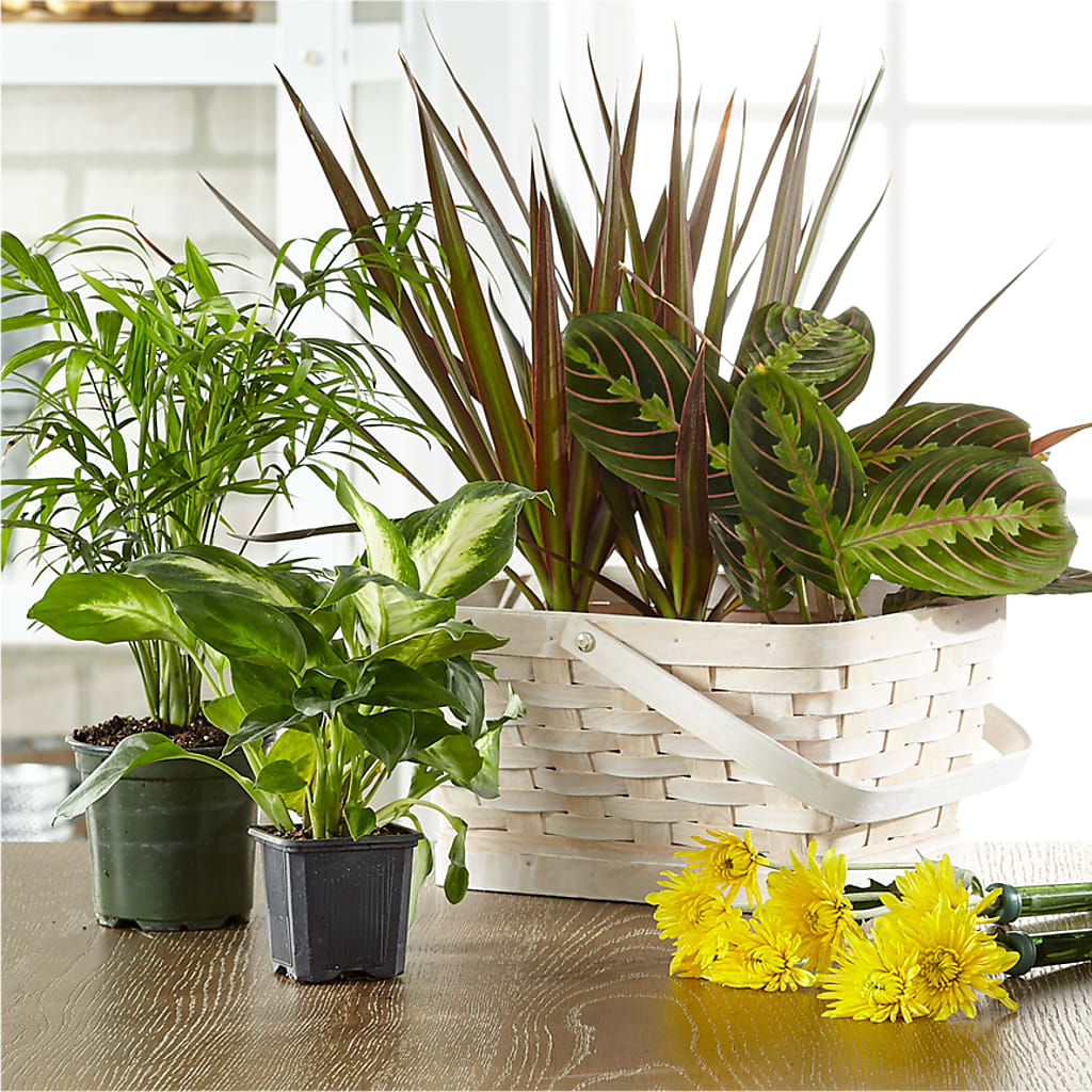 Florist Designed Blooming and Green Plants in a Basket – CARLSON & CO, Springfield GA