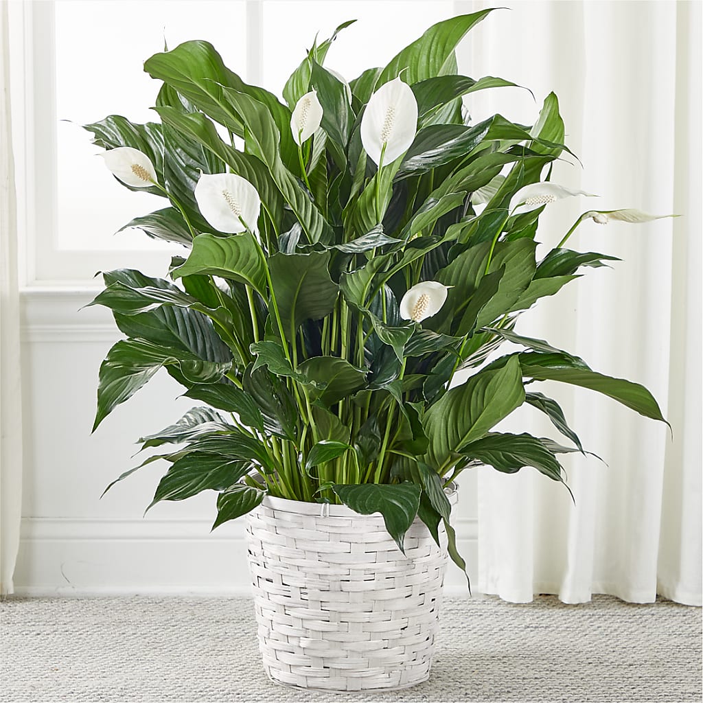 A New Leaf Peace Lily – CARLSON & CO, Springfield GA