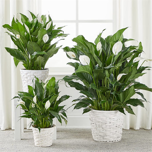 A New Leaf Peace Lily – CARLSON & CO, Springfield GA