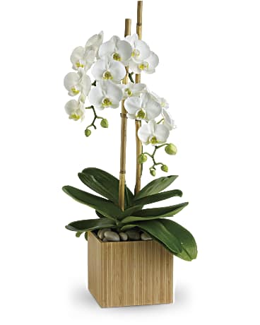 Opulent Orchids – CARLSON & CO, Springfield GA
