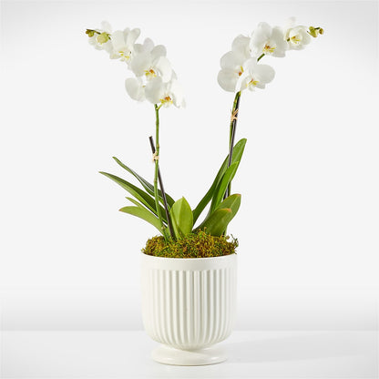 Whispering White Orchid – CARLSON & CO, Springfield GA