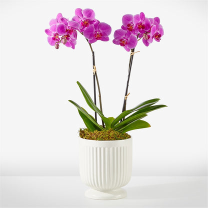 Friendly Fuchsia Orchid – CARLSON & CO, Springfield GA