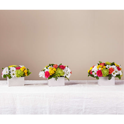 Sorbet Bouquet – CARLSON & CO, Springfield GA