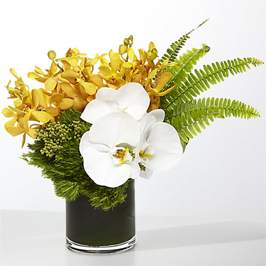 The Tropics – CARLSON & CO, Springfield GA