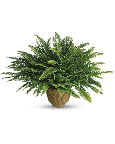 Heartwarming Boston Fern